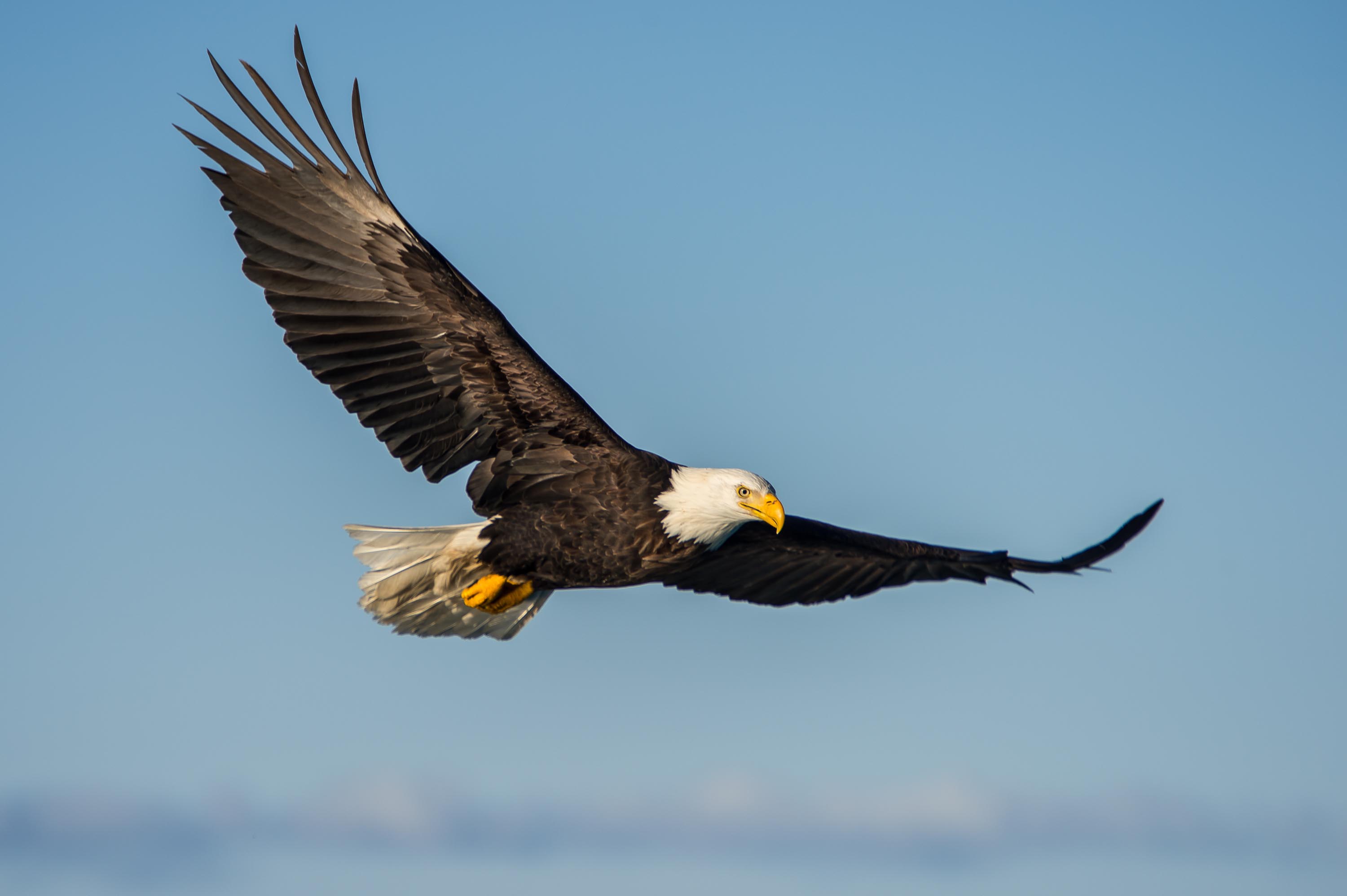 Fly on the Wings of Productivity!